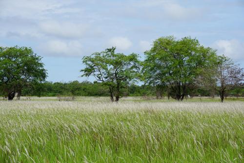 White Savana, Mempawah, Indonesia