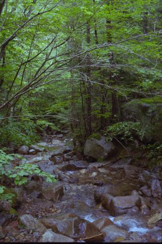 Forrest stream , New Hampshire , USA