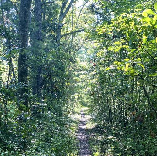 Pretty footpath on my walk today - Tallahassee, FL, USA