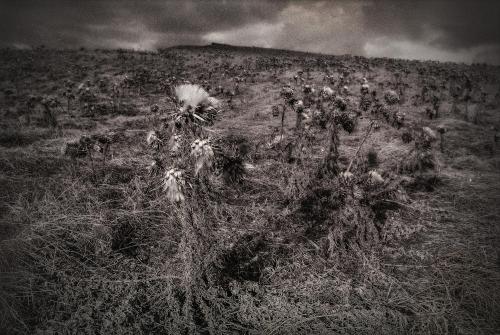 thistles near a cliff, madeira 1997,