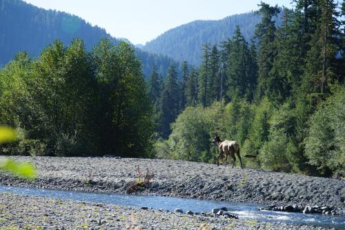 Roosevelt Elk crossing the Hoh River in Olympic National Park