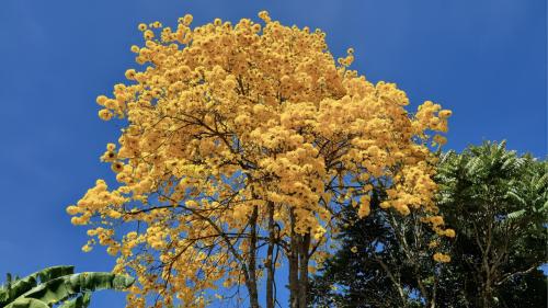 Guayacán tree