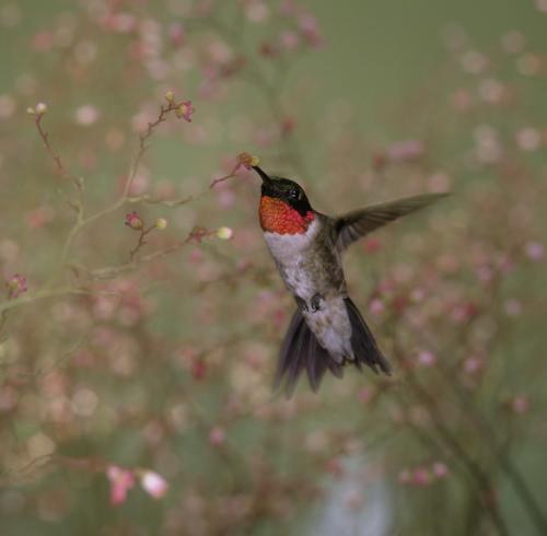 Ruby-throated hummingbird photographed by Steve Maslowski.