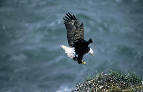 Bald Eagle prepares to land on the nest, photographed by Dave Menke, in Kodiak Island National Wildlife Refuge, Alaska, USA.