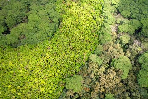 A view of a gorgeous rain forest from the sky in Kauai, Hawaii.