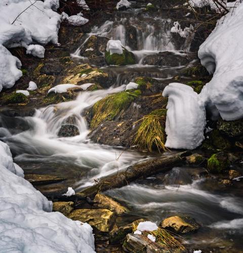 Winter moss in Millcreek Canyon, UT