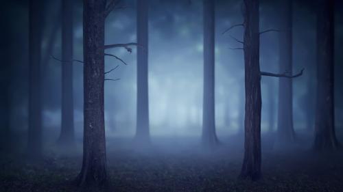 Forest with lots of trees and fog