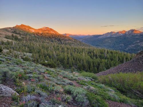 Sunset at Ebbetts Pass, California, with a few wildflowers