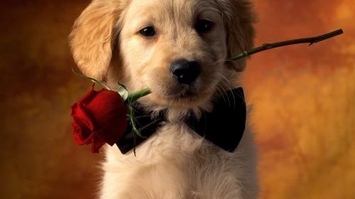 Be my Valantine [1920×1080]