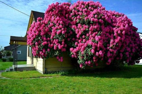Any Chance Someone Know The Name Of This Plant?