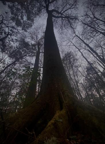 The woods behind my house just after sunset - North Florida, USA