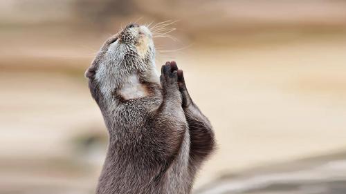 Praying Otter  8K