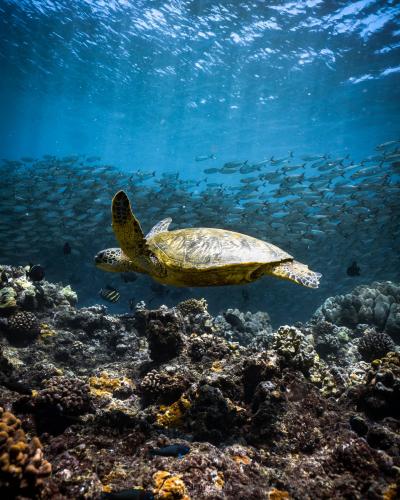 Green sea turtle casually cruising by a big school of fish