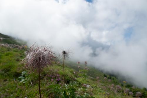 Flower in Switzerland