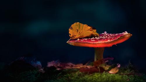 Enchanting Mushroom