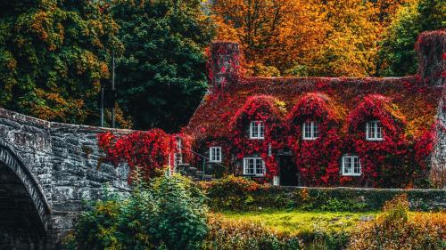 House covered in beautiful leaves and flowers