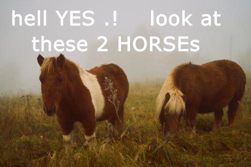 horses are inspiring to me