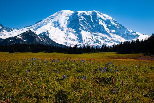 Grand Park, Mount Rainier, USA  OC