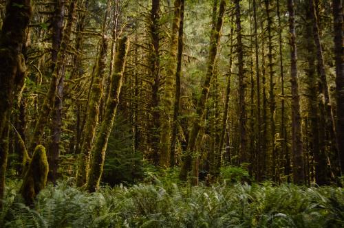 Hoh backcountry in Olympic Experimental State Forest, WA