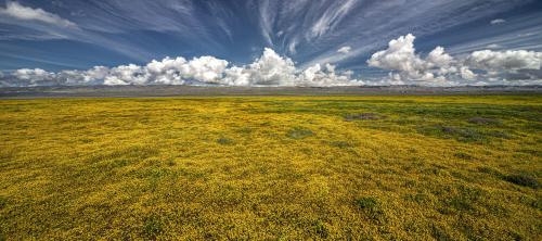 Driving my Jeep through Carrizo Plains National Monument spring bloom 2019