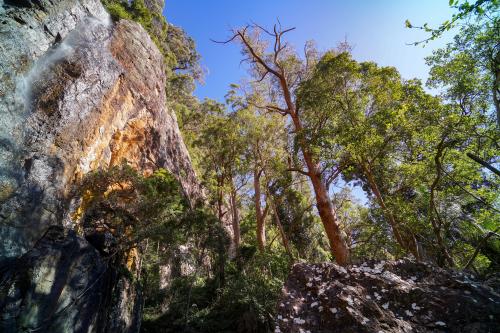 The Colourful Australian Bushland, Springbrook National Park -
