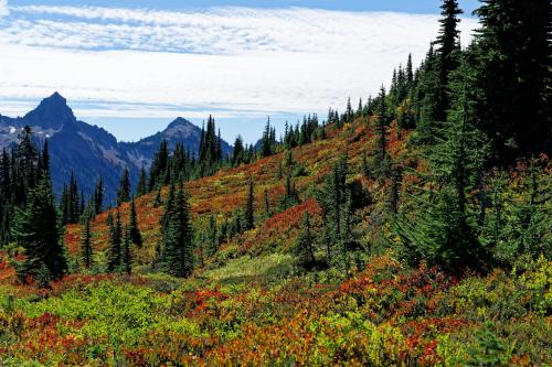 Fall color starting to show at Mount Rainier National Park.