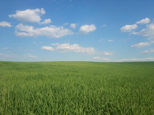 Green field in the Czech Republic