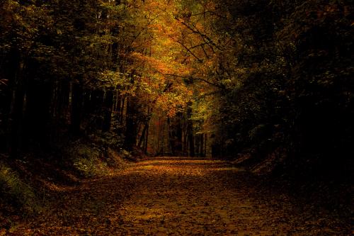 Bonita Lake Trail, autumn color