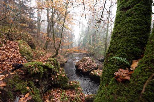 Late autumn - forêt de Huelgoat -  IG kalabaz_