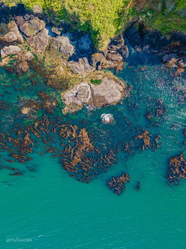 Salt Creek kelp beds - Washington