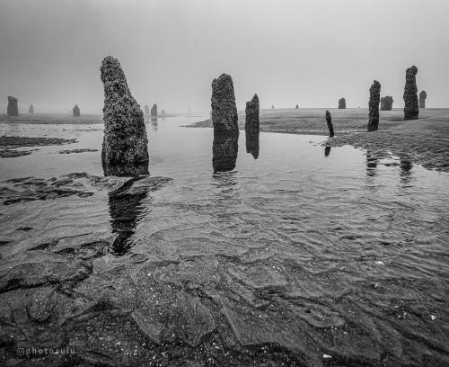 Petrified stumps on the Oregon Coast