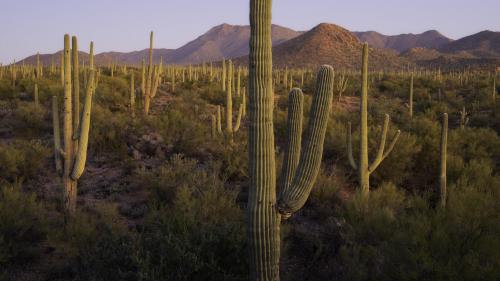 Gorgeous light quality at Saguaro National Park