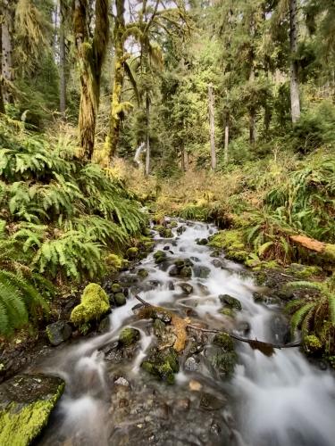 Hoh Rainforest, Olympic National Park, Washington, USA