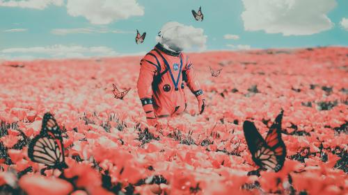 "Field of Butterflies"