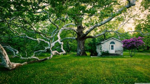 Tree Older Than My Great-Grandfather Still Amplifying The Beauty Of Nature |