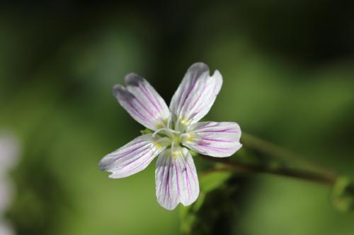 Candy Flower , Butano State Park, California [6240 × 4160] 
