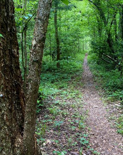 Nothing too exotic, just a lush and dense forest path in my neighborhood in Tallahassee, Florida