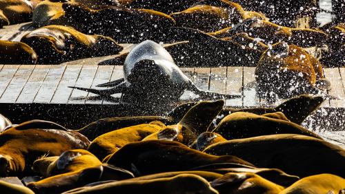 Seals at Pier 39 San Francisco