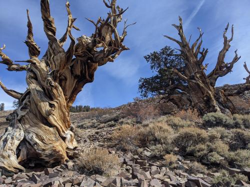 Ancient Bristlecone Pine Forest, Bishop, CA