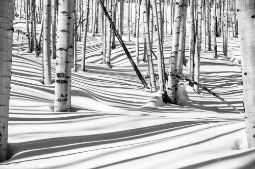 Colorado aspen trees in snow yesterday  [1000x667]