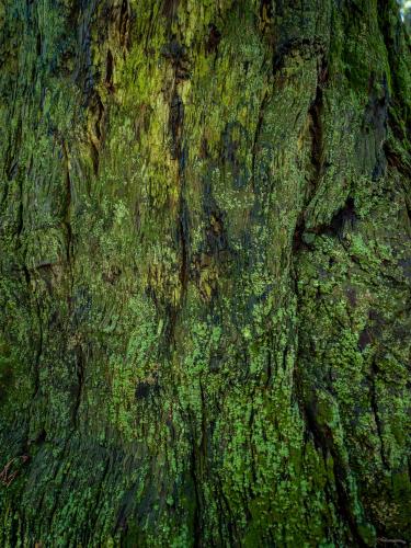 Green. Muir Woods, CA