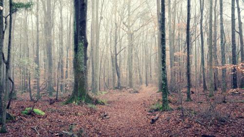 Fallen Oak Trail