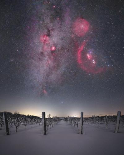 A snowy night in a vineyard under Orion