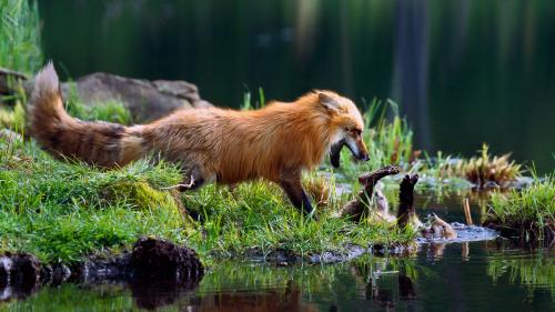 A Mother Vixen Plays in the Water With Her Kit