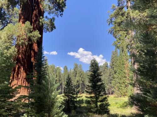 Peace of mind, Sequoia National Park, CA