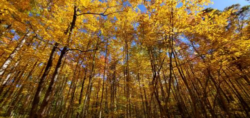 Micheaux State Forest, PA