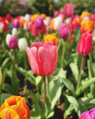 Tulips in Skagit Valley WA