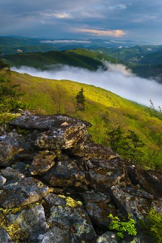 Spring yellows and fog, West Virginia, USA
