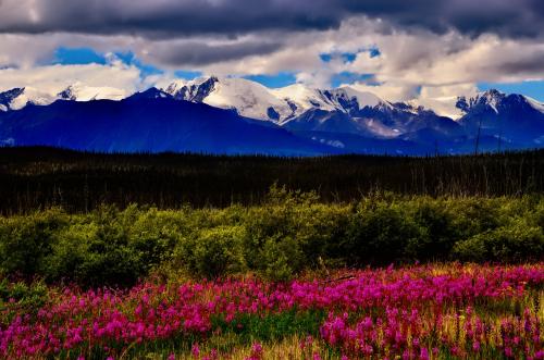 Fireweed and Ice: The Wrangell St. Elias Range, as seen from the Alaska Highway in the Yukon Territory