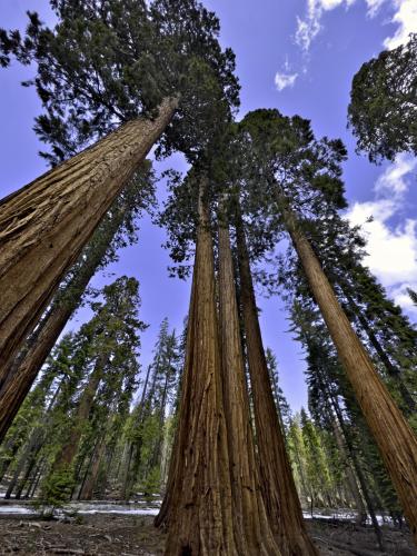 Mariposa Grove, Yosemite